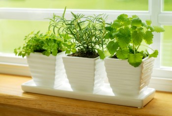 15 Reasons You Should Grow Mint2