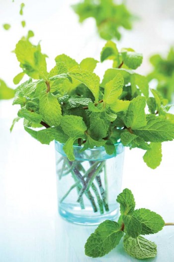 15 Reasons You Should Grow Mint3