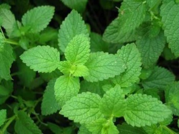 15 Reasons You Should Grow Mint6