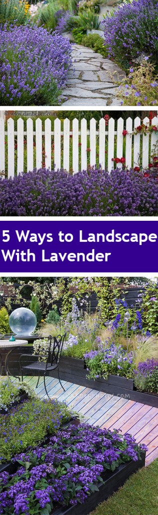 Landscaping, landscaping ideas, landscape hacks, popular pin, DIY landscape, lavender, how to grow lavender, lavender growing tips. 