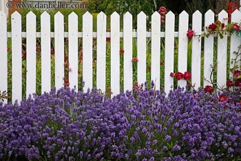 Landscaping, landscaping ideas, landscape hacks, popular pin, DIY landscape, lavender, how to grow lavender, lavender growing tips. 