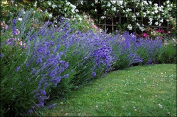 Landscaping, landscaping ideas, landscape hacks, popular pin, DIY landscape, lavender, how to grow lavender, lavender growing tips. 