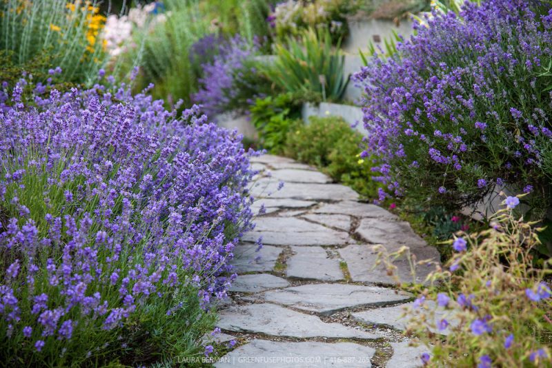 5 Ways to Landscape with Lavender ~ Bless My Weeds