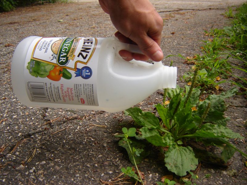 12 Ways Vinegar Will Save your Garden Bless My Weeds