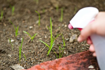 Garden, garden hacks, gardening, DIY garden, popular pin, container gardening, gardening hacks, DIY garden hacks, vinegar, uses for vinegar. 