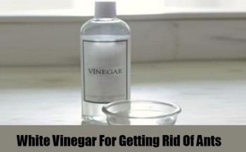 Garden, garden hacks, gardening, DIY garden, popular pin, container gardening, gardening hacks, DIY garden hacks, vinegar, uses for vinegar. 