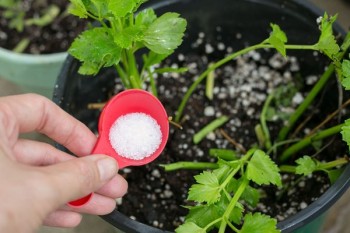 10-uses-for-epsom-salt-in-your-garden2