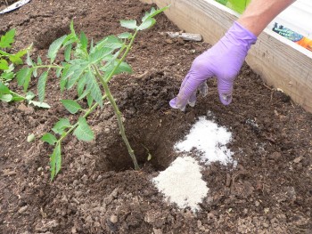 10-uses-for-epsom-salt-in-your-garden7