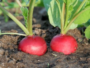 radishes: winter garden vegetables