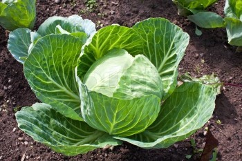 Cabbage-great for winter