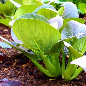 Park Choi:  winter garden vegetables