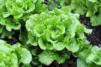 Lettuce in a garden