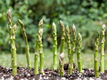 Asparagus