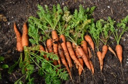 are carrots cold weather plants