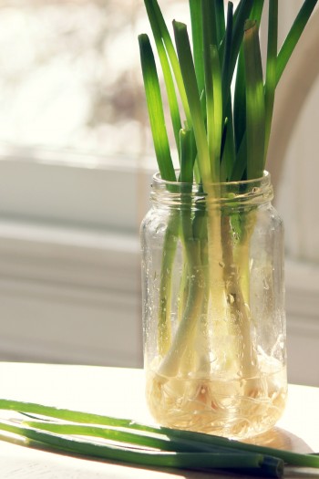 green onions grown indoors in a mason jar