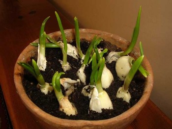 indoor winter vegetable garden: garlic in a pot