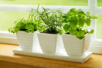 herbs grown indoors