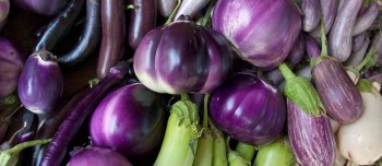 eggplant