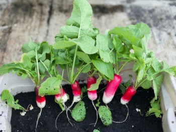 Radishes: indoor winter vegetable garden