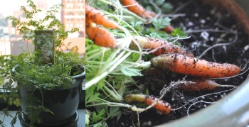 carrots grown indoors