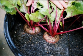 Indoor winter vegetable garden: beets