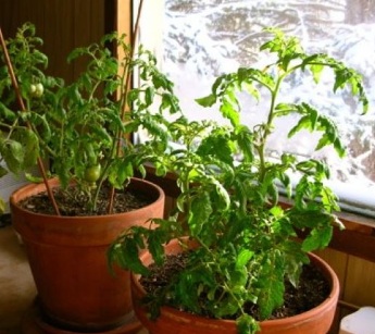 Tomatoes grown indoors