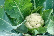 Cauliflower: indoor winter vegetable garden