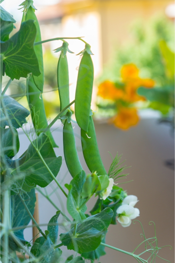 Container Gardening veggies