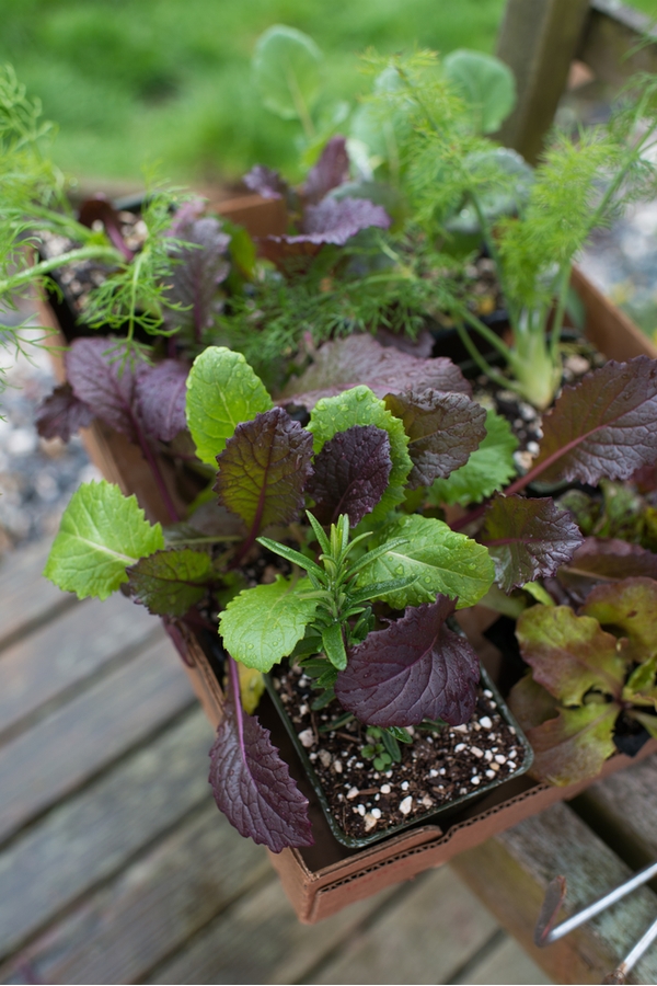 Veggies for Container Gardening