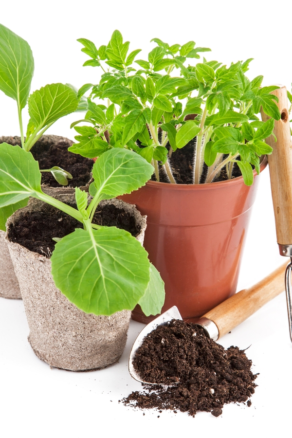 Container gardening veggies