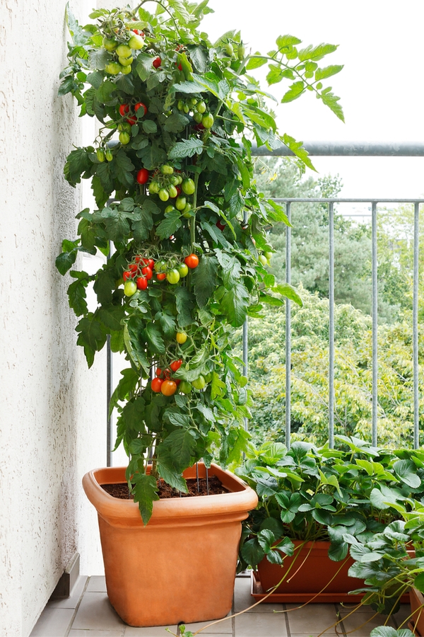 container gardening veggies-tomatoes