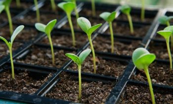 Starting seeds indoors