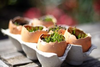 Starting seeds indoors