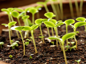 Starting seeds indoors