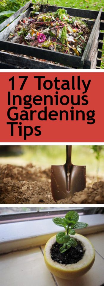 Gardening, Gardening Tips, Gardening Hacks, Easy Gardening TIps, Popular Pin, Vegetable Gardening, Gardening for Beginners, Beginner Gardening Tips, Beginner Gardening Hacks