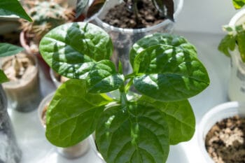 Spinach grown indoors