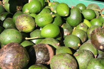 avacados