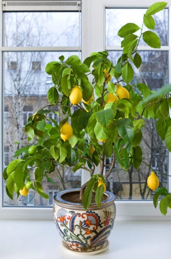Lemon Tree grown indoors