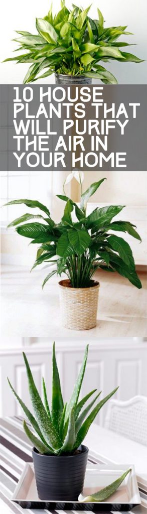 Air purfying plants, Air Cleaning Plants, Plants that Clean the Air, Plant Gardening, Air Freshening Plants, How to Naturally Freshen Your Home, How to Make Your Home Smell Good, Popular