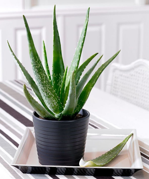 10-house-plants-that-will-purify-the-air-in-your-home