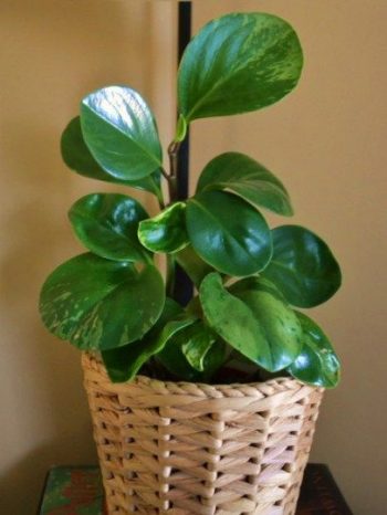 10-house-plants-that-will-purify-the-air-in-your-home10