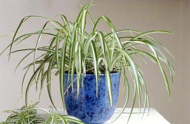 Plants that Grow Without Sunlight, Low Sunlight Plants, Low Sunlight Friendly Gardening, Gardening Low Sunlight, Low Sunlight Gardening, Popular, Gardening, Gardening 101, Gardening Tips and Tricks, Gardening. #indoorgardening #gardening #containergarden #garden