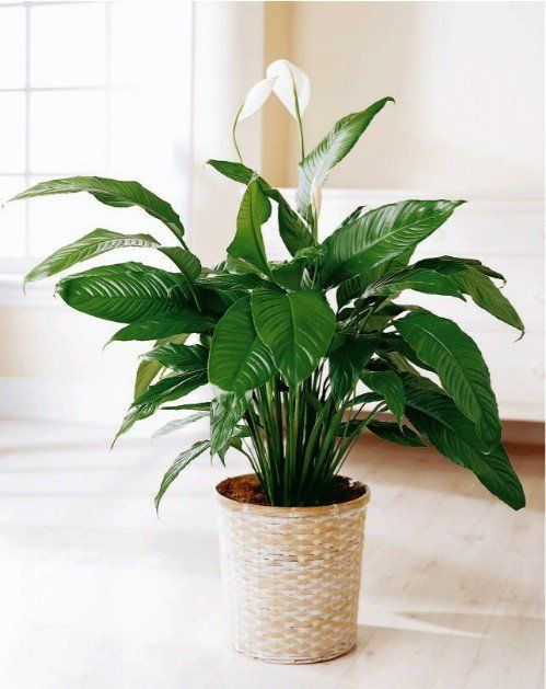 10-house-plants-that-will-purify-the-air-in-your-home3