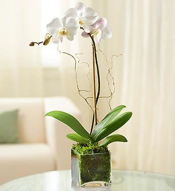 10-house-plants-that-will-purify-the-air-in-your-home4