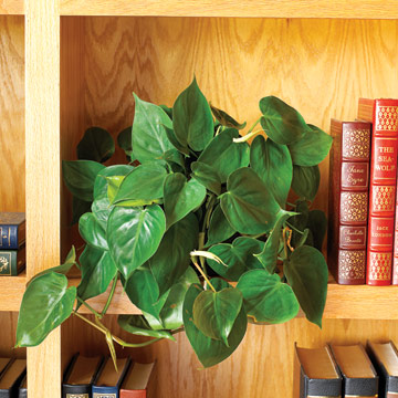 10-house-plants-that-will-purify-the-air-in-your-home5