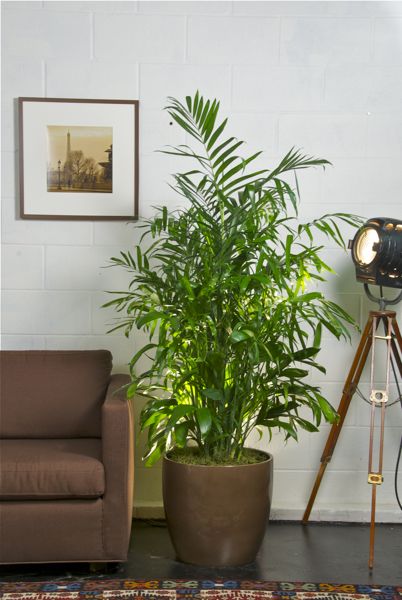 10-house-plants-that-will-purify-the-air-in-your-home6