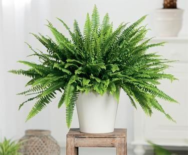 10-house-plants-that-will-purify-the-air-in-your-home7