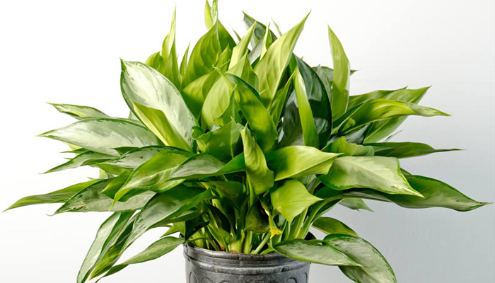 10-house-plants-that-will-purify-the-air-in-your-home9