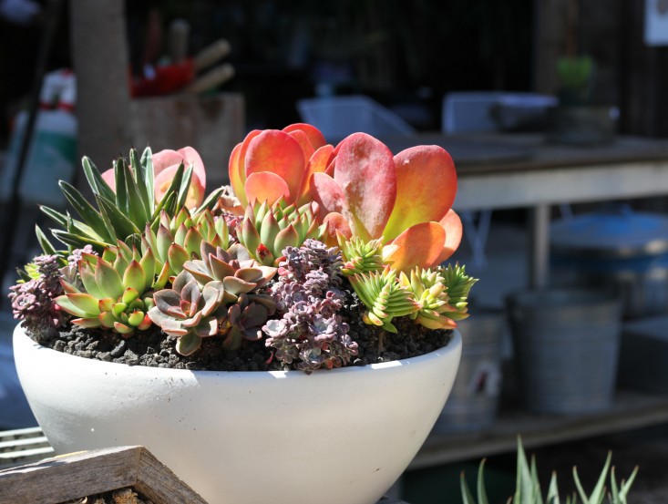 6-succulent-care-hacks-for-winter