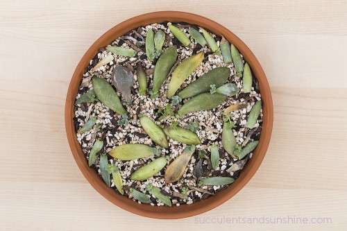 6-succulent-care-hacks-for-winter2